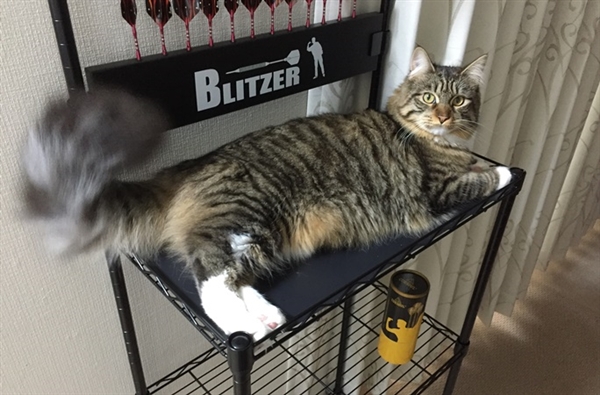 飼い猫卑弥呼